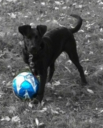 Front side view - A black Labrador Mix is standing in grass and there is a blue soccer ball in front of it. It is looking forward.