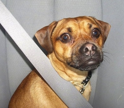 Close up upper body shot - A tan Muggin dog is sitting in the seat of a vehicle with a seatbelt across its body.