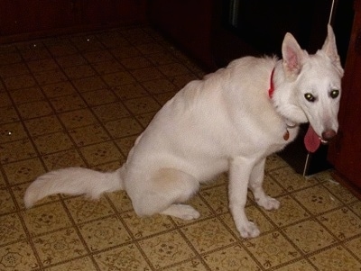 A tan with white Native American Indian Dog is sitting on a tan tiled floor and behind it is the refrigerator. Its tongue is hanging out to the right of its mouth and it looks like a silly cartoon character.