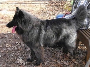 Left Profile - A brindle, longhaired grey and black Native American Shepherd dog is standing in leaves looking forward in front of a wooden bench.