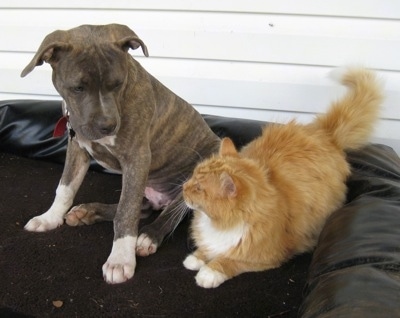 A blue-nose brindle Pit Bull Terrier and an orange cat are sitting on a dog bed on a porch