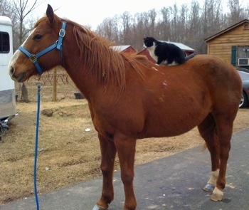 The left side of a black with white Cat is sitting on top of a horse's back