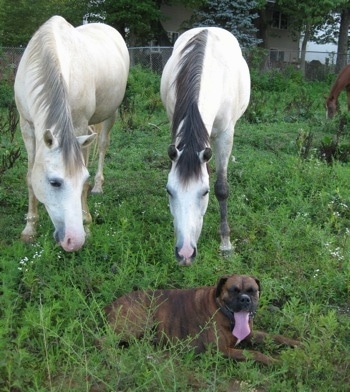 The right side of a brown brindle with white Boxer that is laying in a field. There are two horses reaching their heads down to smell him.