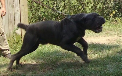 Action shot side view - A dark blue Neapolitan Mastiff is aggressively barking and jumping to the right of the image.