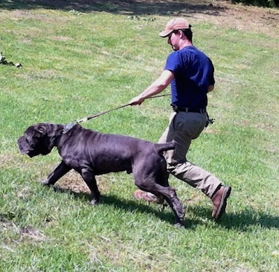 Side view - A wrinkly, dark blue Neapolitan Mastiff dog is walking across grass pulling on the leash and there is a man walking dressed in a blue shirt, tan pants and cap and brown boots holing on tightly as the dog pulls.