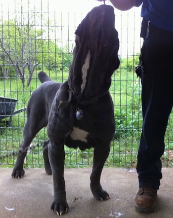 View from the front - A dark blue with white Neapolitan Mastiff is standing in a cage and looking up with a person next to it.