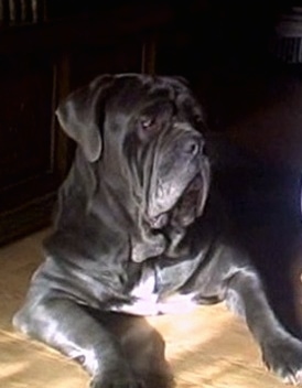 Front view - A dark blue with white Neapolitan Mastiff is laying on a hardwood floor in front of an entertainment stand. The dog has a lot of extra skin and big lips.