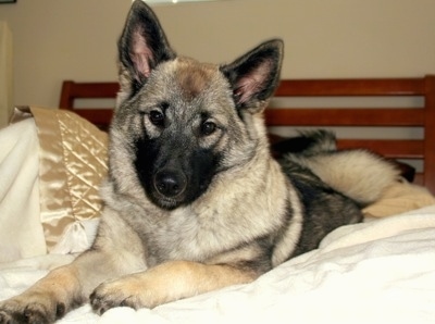 Close up front side view - A perk-eared, tan with black Norwegian Elkhound dog is laying on a human's bed looking forward. Its head is slightly tilted to the right.