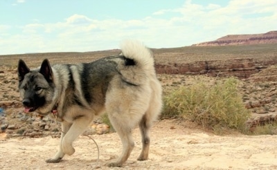 A tan with black Norwegian Elkhound is walking across a dirt path in a desert terrain with its front paw up in the air. Its mouth is open and its tongue is sticking out.