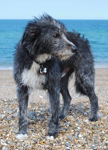 Front view - A rough coated, black with white Old Deerhound Sheepdog is standing on a beach in front of the ocean looking to the right.