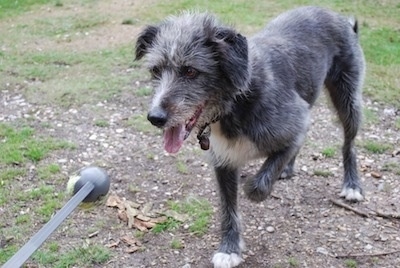 Front side view - A black with white Old Deerhound Sheepdog is standing in a dirt patch in grass and it is looking at a grey ball on a stick. Its mouth is open and tongue is out and its front paw is in the air.
