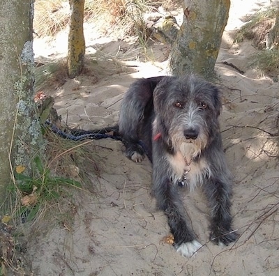 Front view - A rough coated, black with white Old Deerhound Sheepdog is laying on sand under the shade of trees.