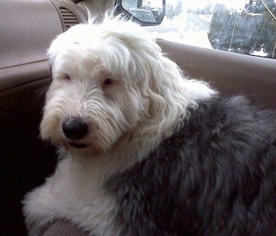 A shaggy grey with white Old English Sheepdog is laying down in the passenger seat of a vehicle looking sleepy.