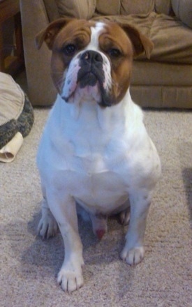 Front view - A muscular, wide-chested, big-headed, white with red Olde English Bulldogge is sitting on a tan carpet and it is looking forward with its chin up.