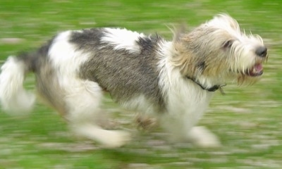 Side view action shot - A shaggy looking, white with black and tan Petit Basset Griffon Vendeen dog is running across a yard.