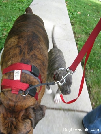 A blue-nose brindle Pit Bull Terrier puppy is following behind a brown brindle Boxer on a walk down a sidewalk.