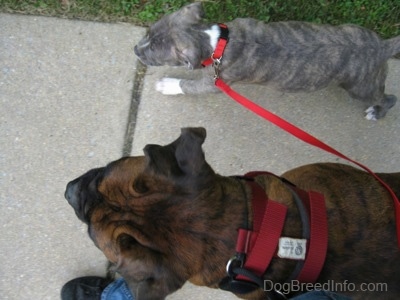 Top down view of a blue-nose brindle Pit Bull Terrier puppy walking next to a brown brindle Boxer.