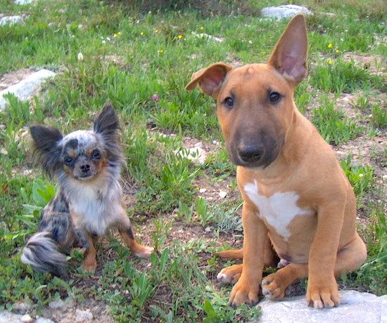 A long haired blue merle Chihuahua and a brown with white English Bull Terrier are sitting in a field with grass and rocks