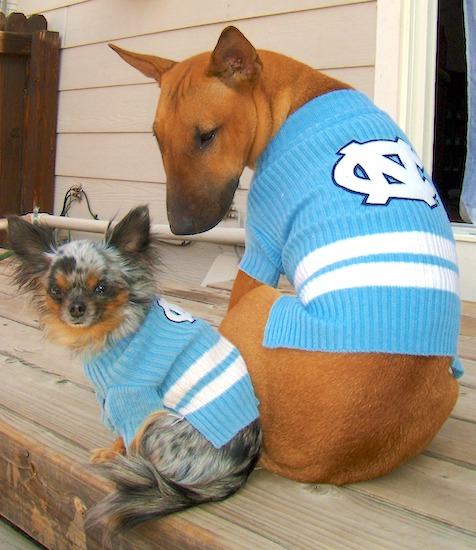 A long haired blue merle Chihuahua and a brown with white English Bull Terrier are wearing baby blue and white North Carolina University sweaters. They are sitting on a wooden deck looking back and down