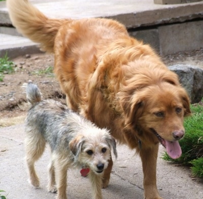 A black and tan with white Schneagle is walking down a walkway next to a Golden Retriever.