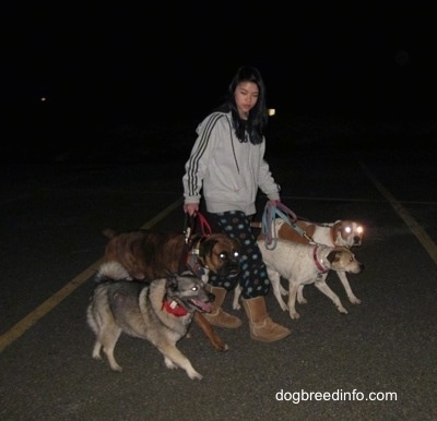 A girl wearing a gray sweat-shirt, black polka-dot pants and tan Ugg boots is outside a night walking a pack of four dogs across a road.