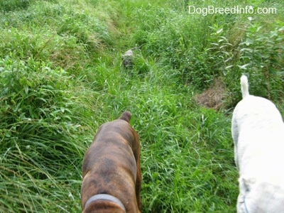 A blue-nose Pit Bull Terrier is being covered in tall grass as he follows behind a brown brindle Boxer and a Great Pyrenees.