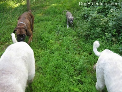 A brown brindle Boxer and a blue-nose Brindle Pit Bull Terrier puppy are walking in grass behind two Great Pyrenees dogs.