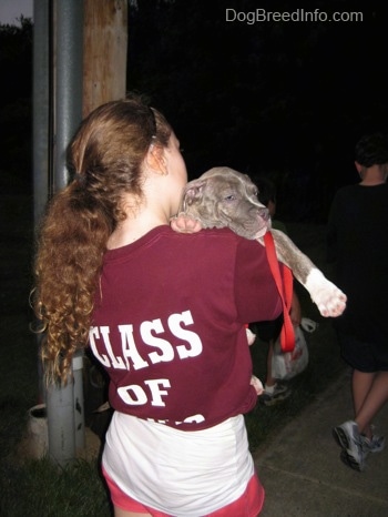 A girl in a maroon shirt is holding a relaxed blue-nose brindle Pit Bull Terrier puppy in her arms.