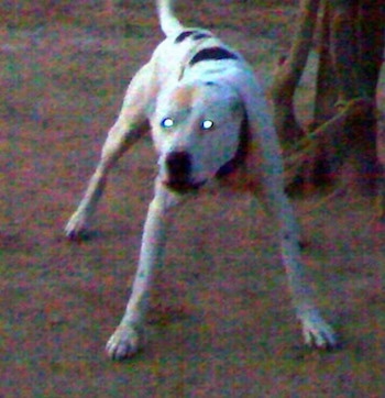 Front view - A white with black and tan Pakistani Bull Dog tied to a tree with a twine rope with its legs spread out and tail even with its body, its head is low and it is looking like it is about to bark.