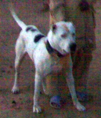 A white with black and tan Pakistani Bull Dog is standing on dirt next to a person in tan clothes and blue sandals. The dog is standing with its tail even with its body looking forward. 