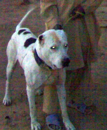 A white with black and tan Pakistani Bull Dog is standing on dirt. There is a person in tan clothes and blue sandals standing next to it holding its leash.