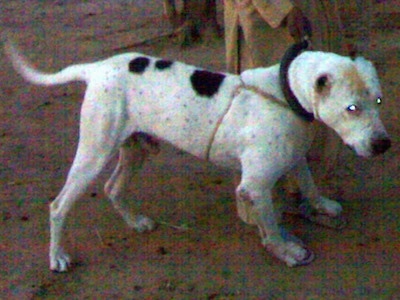Side view - A white with black and tan Pakistani Bull Dog is standing on dirt and it is looking to the right. Behind it is a person in tan clothes and blue sandals holding its collar.
