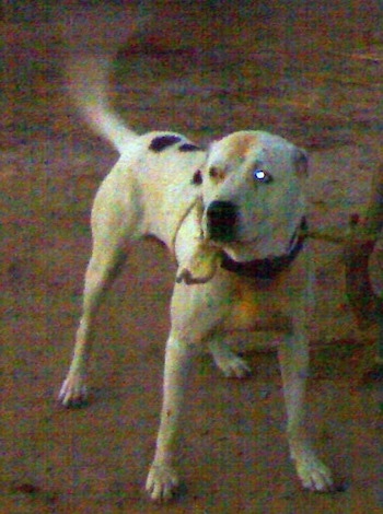 Front side view - A white with black and tan Pakistani Bull Dog is standing on dirt and it is looking to the left. Its tail is wagging.