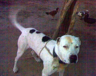 Front side view - A white with black and tan Pakistani Bull Dog is standing in front of a dead tree and it is looking forward. There are a couple chickens behind it. It is tied to the tree with a twine rope.