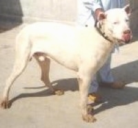 Side view - A white Pakistani Bull Dog is standing on a dirt surface and behind it is a person dressed in white holding its collar.