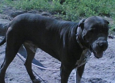 Side view - A black with white Pakistani Bull Dog is standing in gray sand panting.
