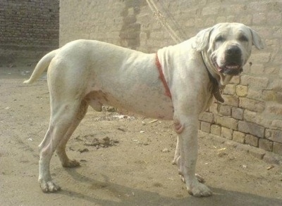 Right Profile - A Pakistani Bull Dog is standing on dirt next to a tan brick wall turned to look at the camera.