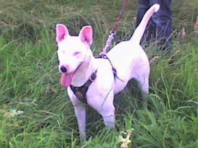 Front side view - A white Pakistani Bull Terrier is wearing a black harness standing in tall grass and it is looking forward. It is panting and there is a person behind it.