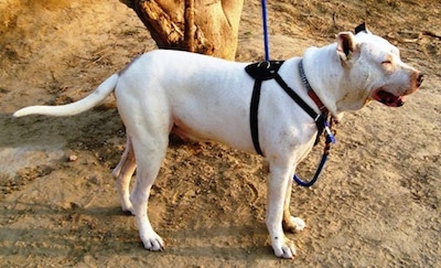 Right Profile - A white with tan Pakistani Bull Terrier is wearing a black harness standing in dirt tied to a tree.