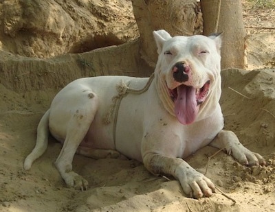 Front side view - A white with tan Pakistani Bull Terrier is laying in a sandy hole tied to a tree. Its mouth is open and tongue is out. It has pink spots on its black tongue.