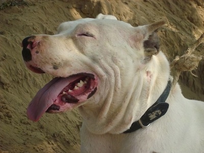 Close up head shot - A Pakistani Bull Terrier is laying in a hole. Its mouth is open and tongue is out. Its eyes are closed and its ears are cropped.
