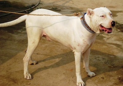 Right Profile - A crop-eared, Pakistani Bull Terrier is standing on a concrete surface looking to the right. Its mouth is open.