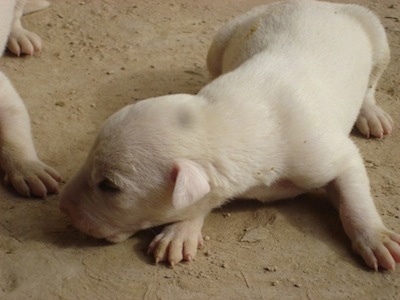 A newborn white Pakistani Bull Terrier puppy is laying down in dirt and it is sniffing to its right. There is another puppy next to it.