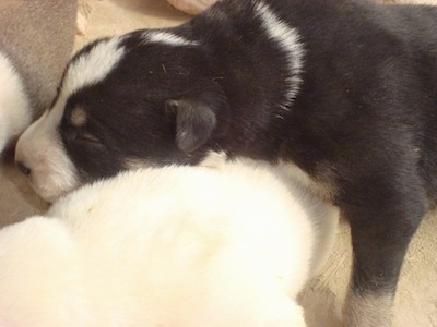 Close Up - A newborn black with white Pakistani Bull Terrier puppy is laying on top of a litter of other Pakistani Bull Terrier puppies