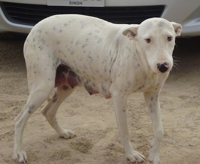 Front side view - A white with black Pakistani Bull Terrier is standing in dirt and behind it is a vehicle. The dogs teets are full of milk. It has black pigments spots on its pink skin.