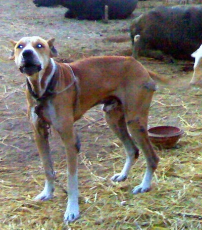 A crop-eared, red with white Pakistani Mastiff dog is standing in dirt that is covered in hay looking forward. It is barking. There is cattle behind it and a small red clay bowl. The dog and the cattle are tied to stakes.