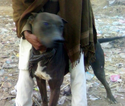 Front view - A brown with white Pakistani Mastiff is standing in dirt and there is trash all over the ground. There is a man in white pants and a brown shaw standing over top of it. The dog is looking to the right.