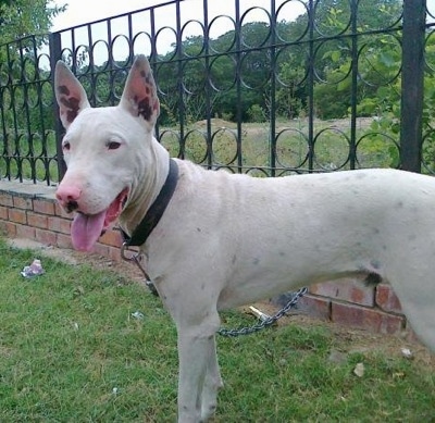 Left Profile - A perk-eared, white Pakistani Bull Terrier is wearing a black collar standing in grass in front of a small brick wall with a metal fence on top. Its mouth is open and tongue is out. It has black pigment spots on its ears and body.