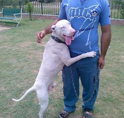 A white with black Pakistani Bull Terrier is jumped up against the body of a man in a bull shirt. The dogs arms are wrapped around the mans waist.