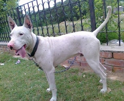 A white with black Pakistani Bull Terrier is standing in grass and behind it is a small brick wall with a metal fence on top of it.